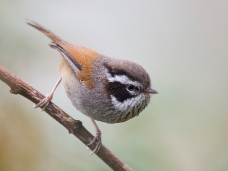 Birds of South East Asia