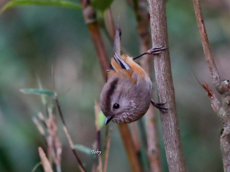 Birds of South East Asia