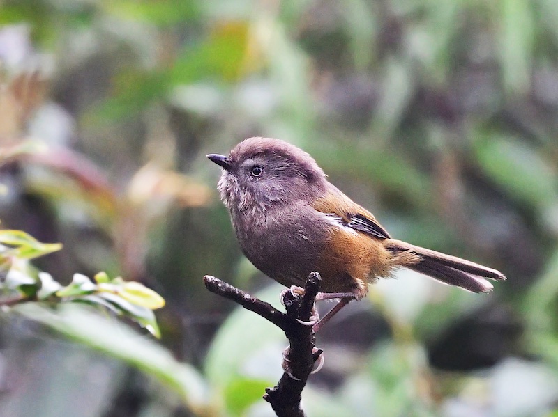 Birds of South East Asia