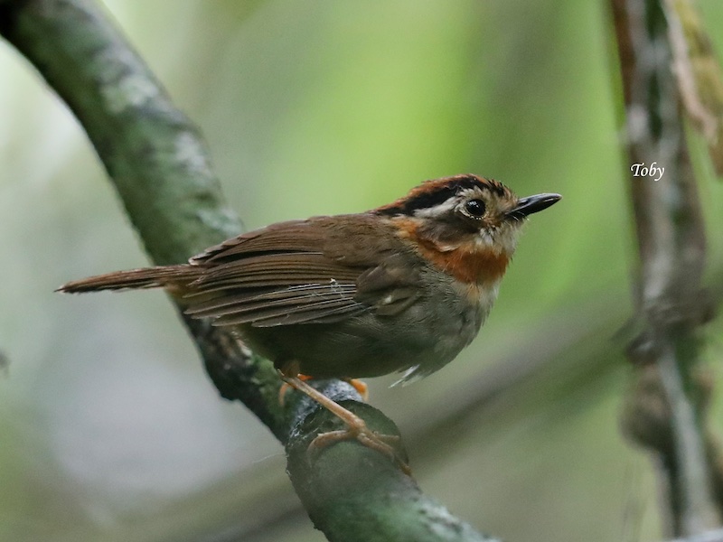 Birds of South East Asia