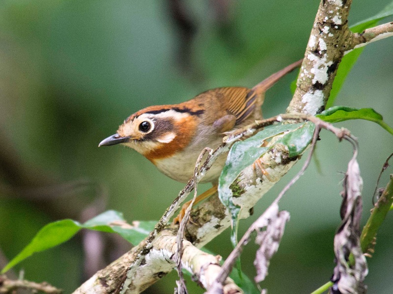 Birds of South East Asia