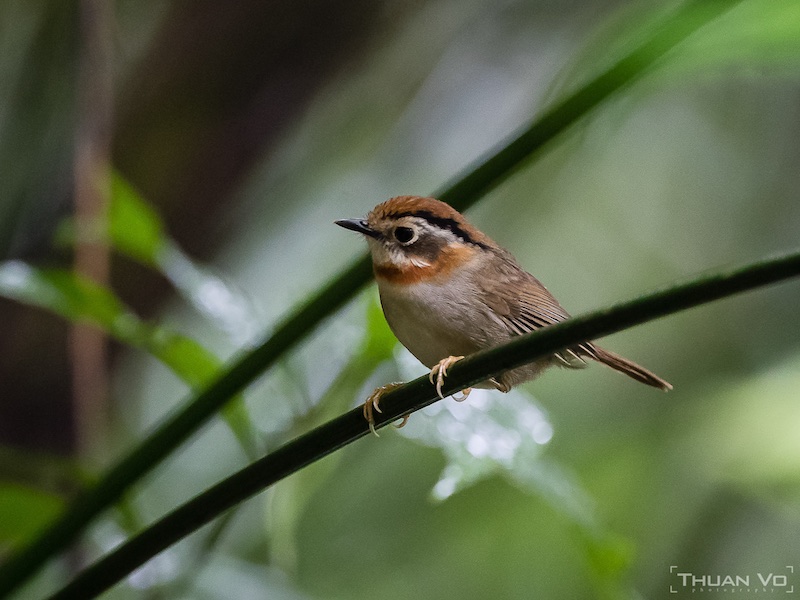 Birds of South East Asia