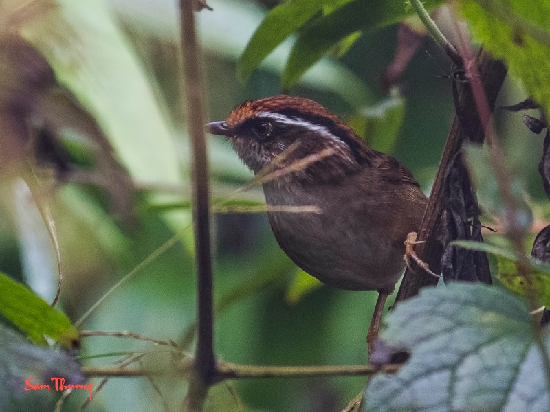 Birds of South East Asia
