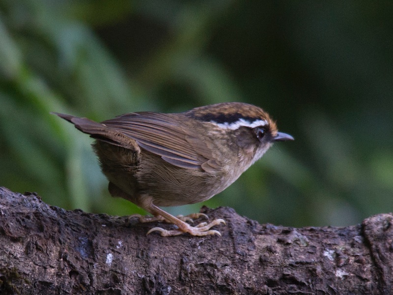 Birds of South East Asia