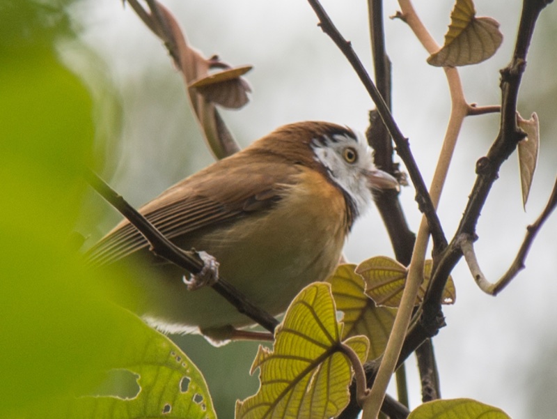 Birds of South East Asia