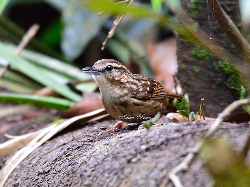 Birds of South East Asia
