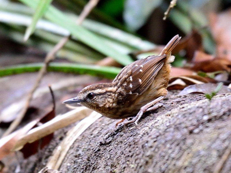 Birds of South East Asia