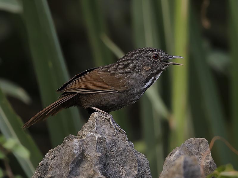 Birds of South East Asia