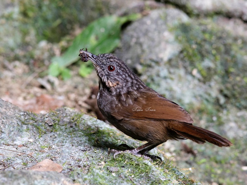 Birds of South East Asia