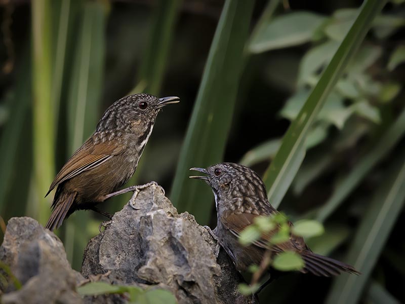 Birds of South East Asia