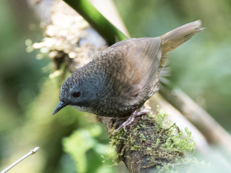 Birds of South East Asia