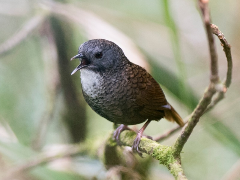 Birds of South East Asia