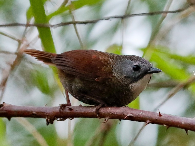 Birds of South East Asia