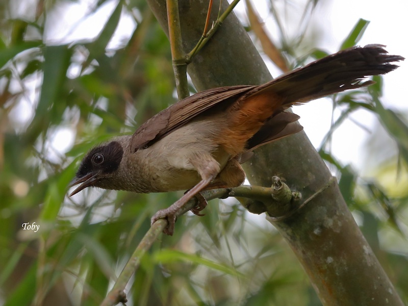 Birds of South East Asia