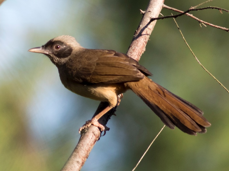 Birds of South East Asia