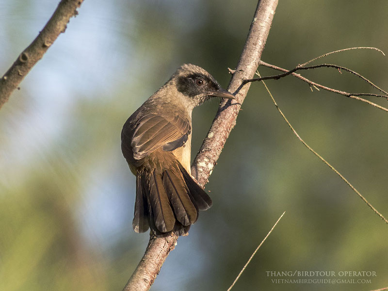 Birds of South East Asia