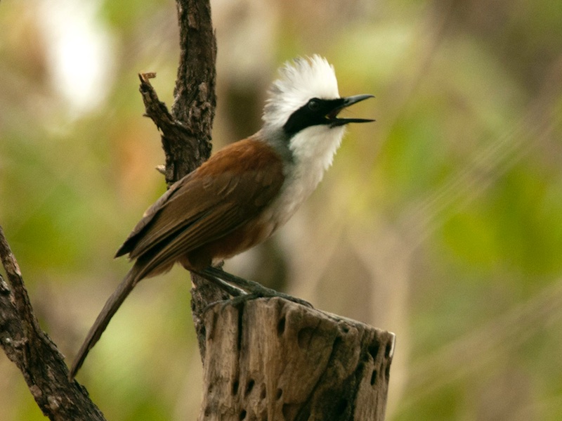 Birds of South East Asia