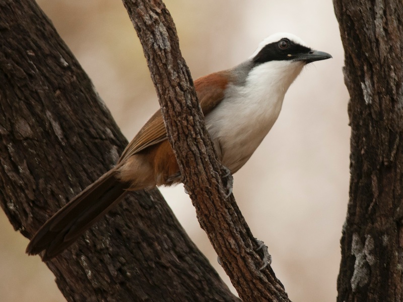 Birds of South East Asia