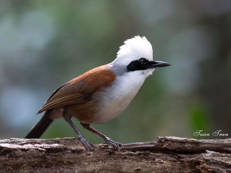 Birds of South East Asia