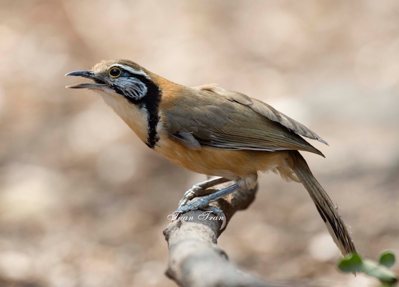 Birds of South East Asia