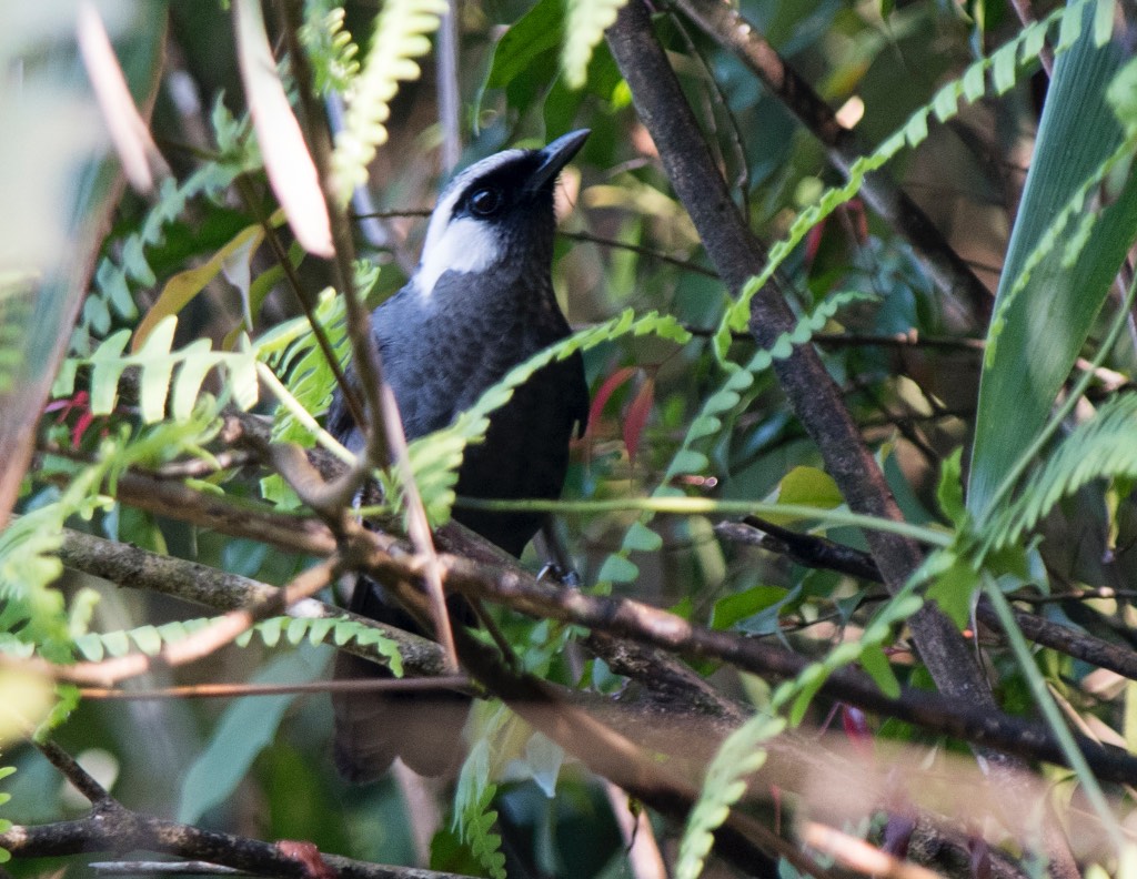Birds of South East Asia