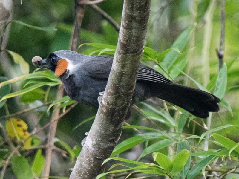 Birds of South East Asia
