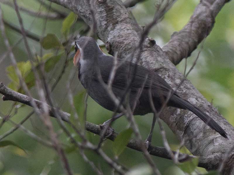 Birds of South East Asia