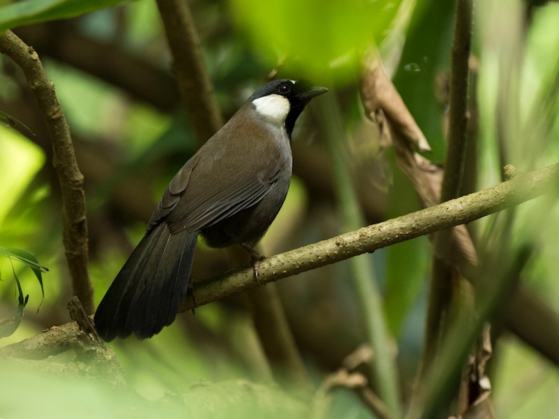 Birds of South East Asia
