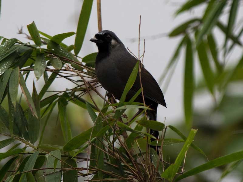Birds of South East Asia