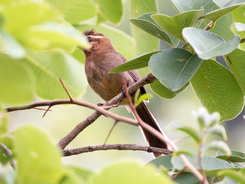 Birds of South East Asia
