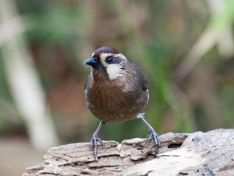 Birds of South East Asia
