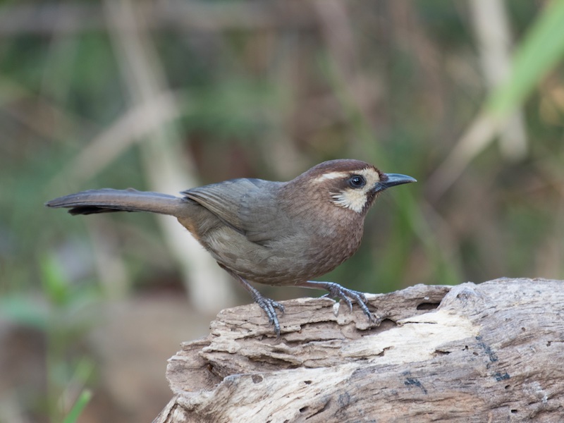 Birds of South East Asia