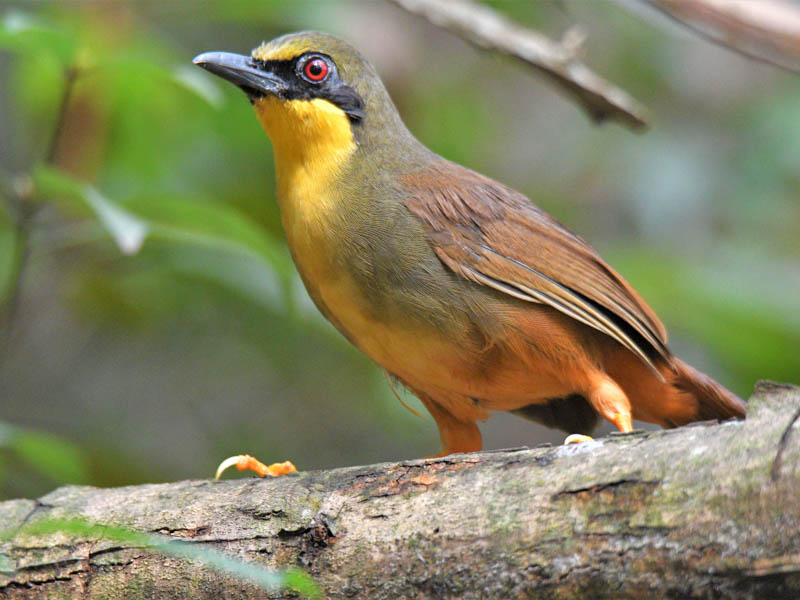Birds of South East Asia
