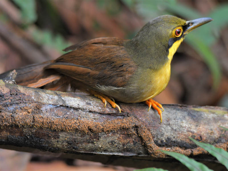 Birds of South East Asia