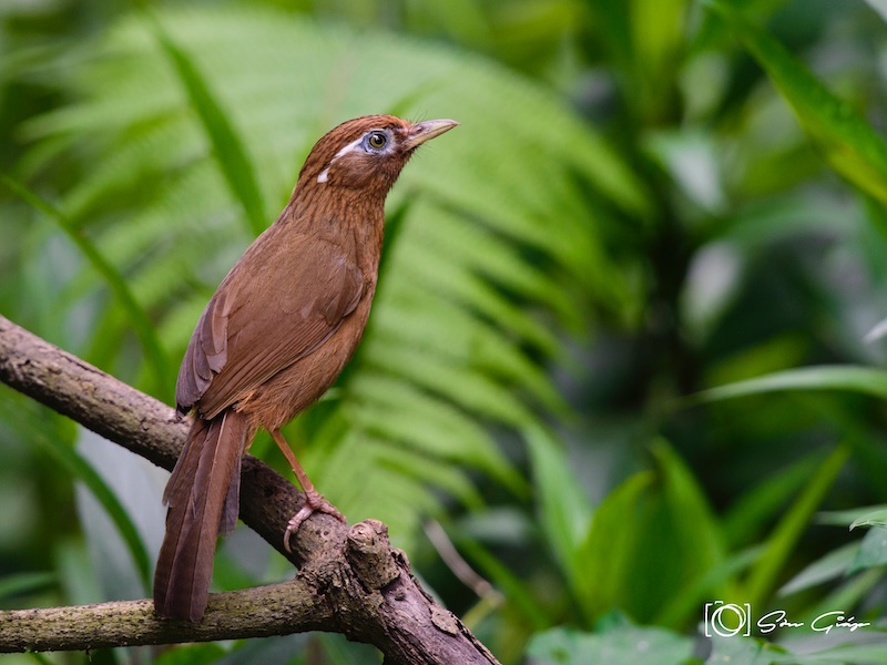 Birds of South East Asia