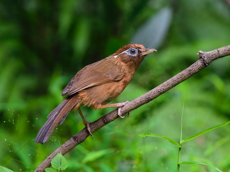 Birds of South East Asia