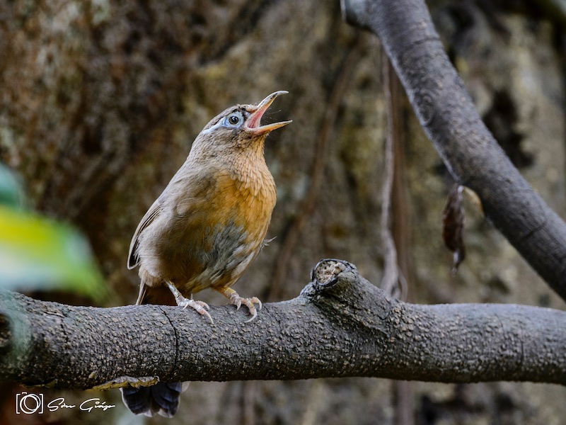 Birds of South East Asia