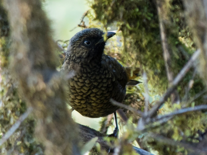 Birds of South East Asia