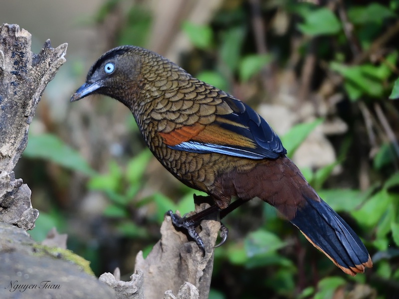 Birds of South East Asia