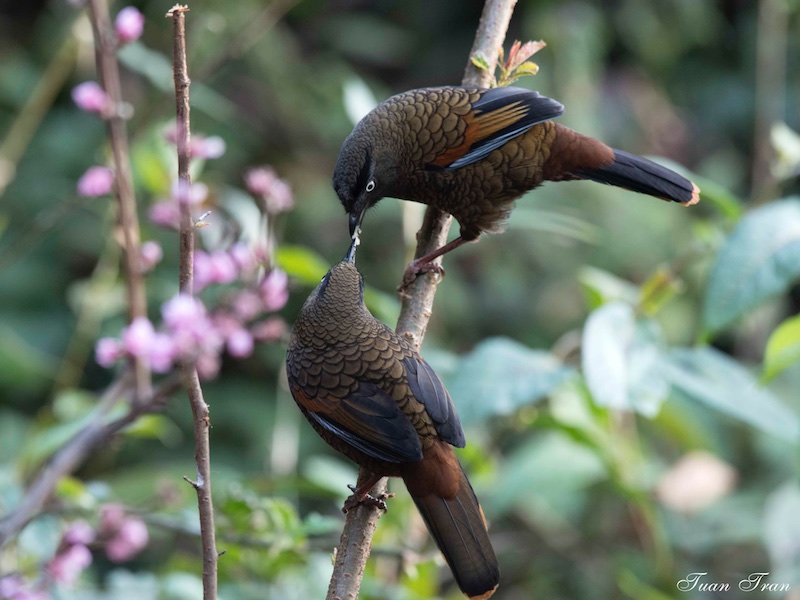 Birds of South East Asia