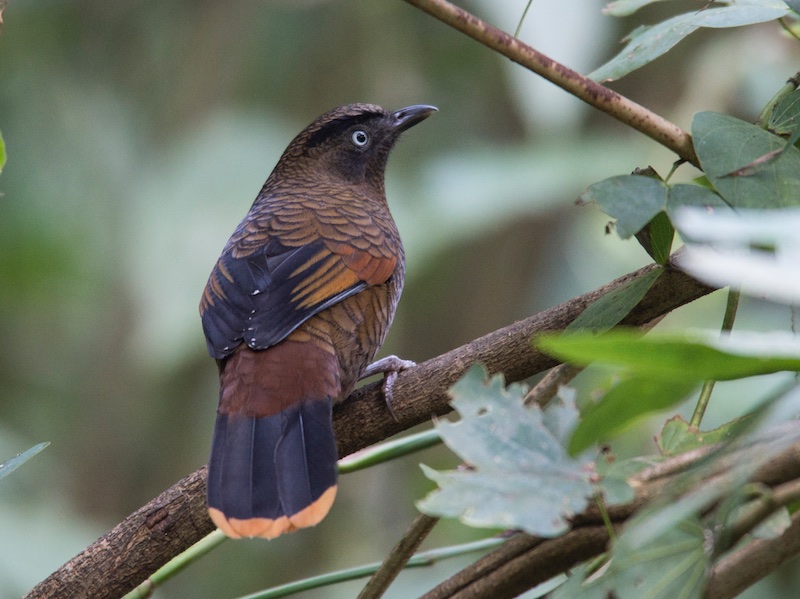 Birds of South East Asia