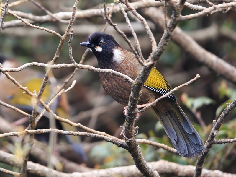 Birds of South East Asia