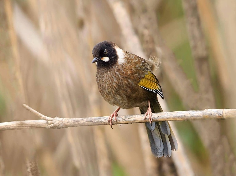 Birds of South East Asia