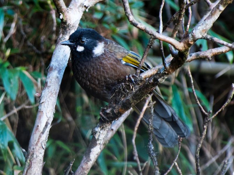 Birds of South East Asia