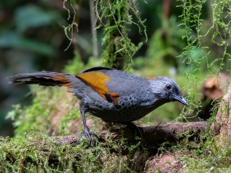 Birds of South East Asia