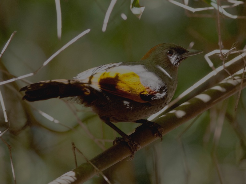 Birds of South East Asia