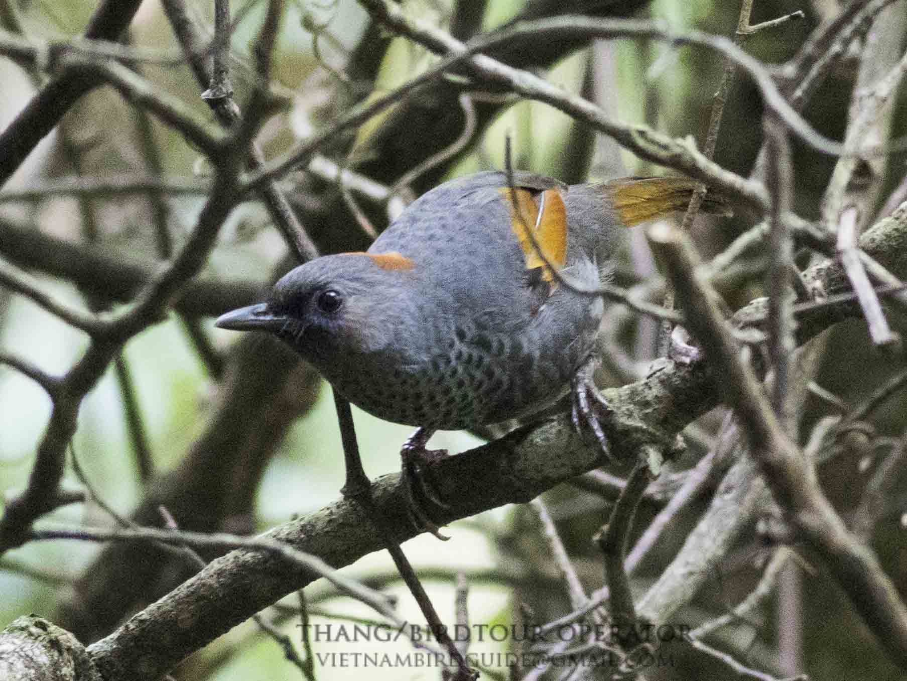 Birds of South East Asia