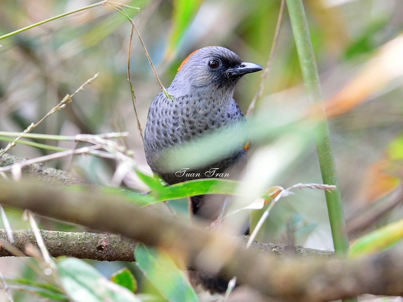 Birds of South East Asia
