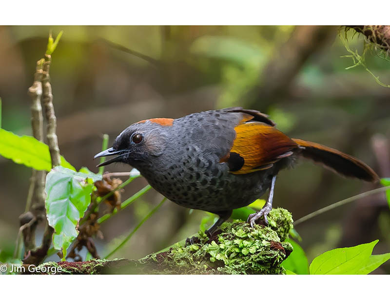 Birds of South East Asia