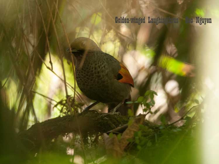 Birds of South East Asia